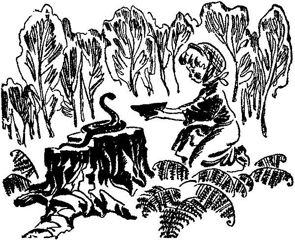 Лесная быль. Рассказы и повести pic029.png