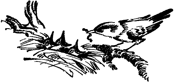 Лесная быль. Рассказы и повести pic004.png