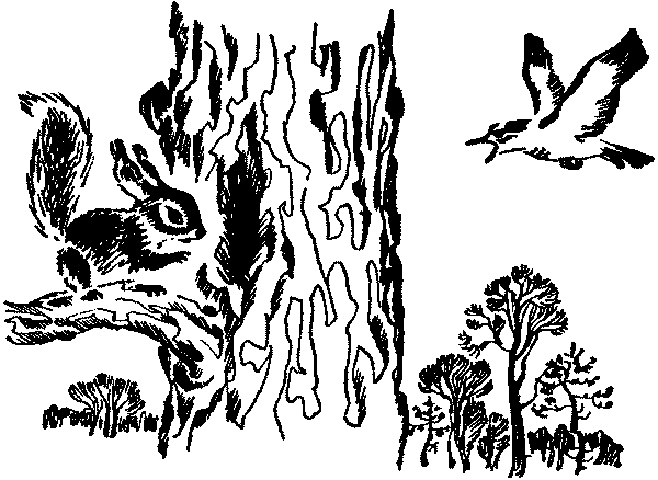 Лесная быль. Рассказы и повести pic005.png