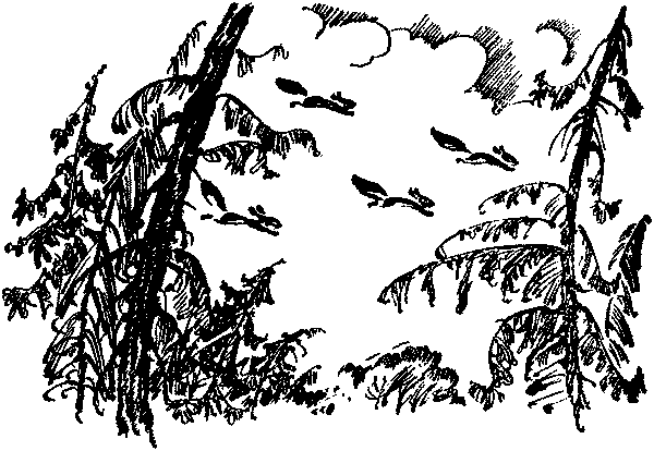 Лесная быль. Рассказы и повести pic007.png