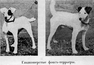 Наши домашнiя животныя. Собаки i_048.jpg