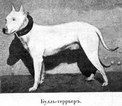 Наши домашнiя животныя. Собаки i_050.jpg
