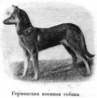Наши домашнiя животныя. Собаки i_081.jpg