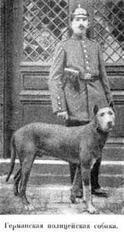 Наши домашнiя животныя. Собаки i_083.jpg