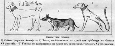 Наши домашнiя животныя. Собаки i_009.jpg