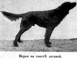 Наши домашнiя животныя. Собаки i_014.jpg