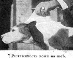 Наши домашнiя животныя. Собаки i_015.jpg