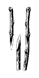 Большая Советская Энциклопедия (ПР) i010-001-272337877.jpg
