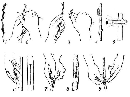Большая Советская Энциклопедия (ПР) i010-001-287215713.jpg