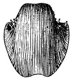 Большая Советская Энциклопедия (ПР) i009-001-210675444.jpg