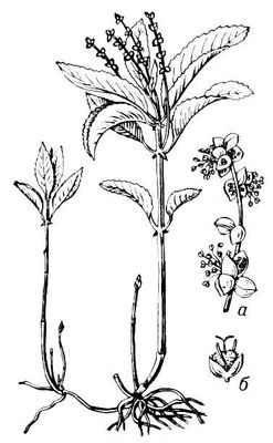 Большая Советская Энциклопедия (ПР) i009-001-242277664.jpg