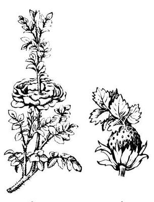 Большая Советская Энциклопедия (ПР) i009-001-232895213.jpg