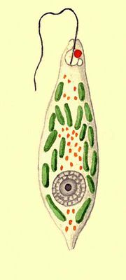 Большая Советская Энциклопедия (ПР) i010-001-260758000.jpg