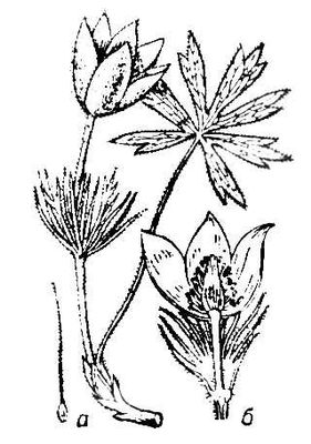 Большая Советская Энциклопедия (ПР) i010-001-281343650.jpg