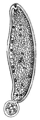 Большая Советская Энциклопедия (ПР) i010-001-276659212.jpg