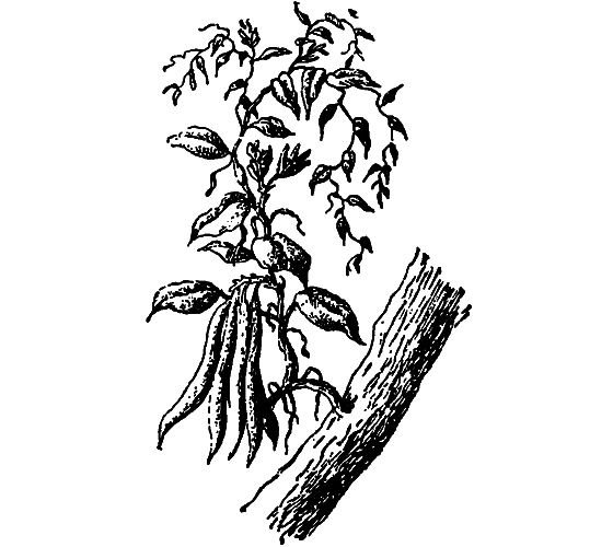 Растения в жизни человека i_049.png