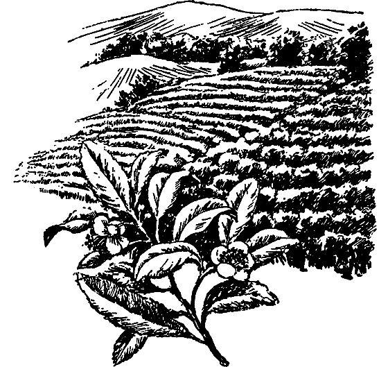 Растения в жизни человека i_052.png
