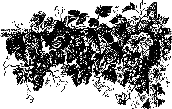 Растения в жизни человека i_055.png