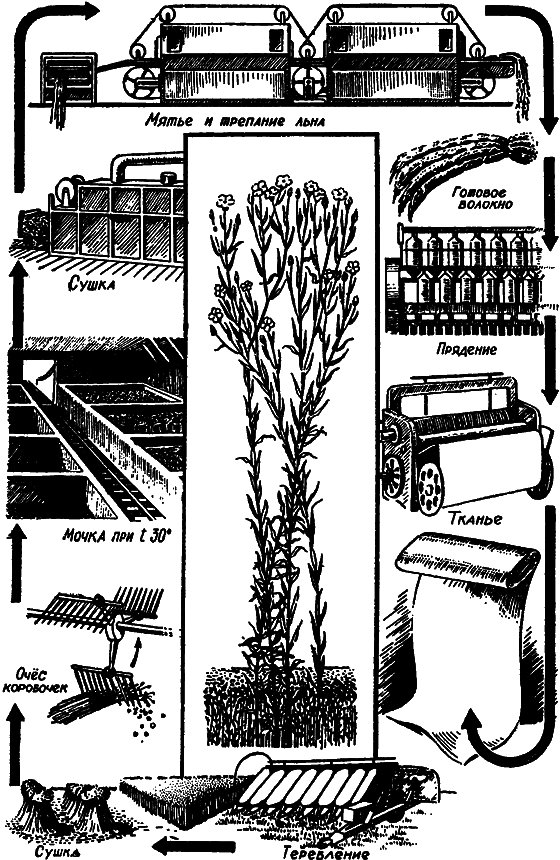 Растения в жизни человека i_060.png