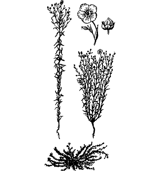 Растения в жизни человека i_061.png