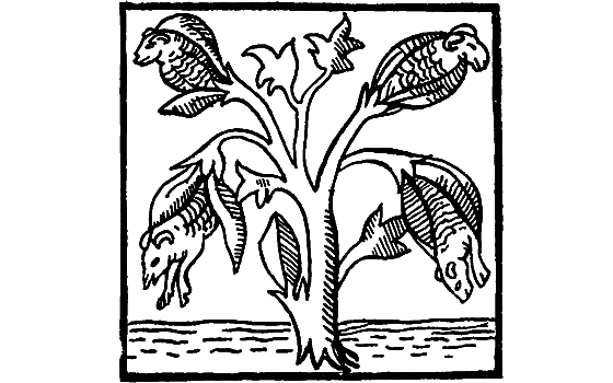 Растения в жизни человека i_063.png