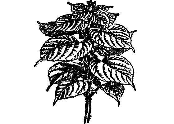 Растения в жизни человека i_069.png