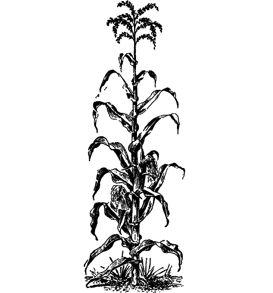 Растения в жизни человека i_027.png