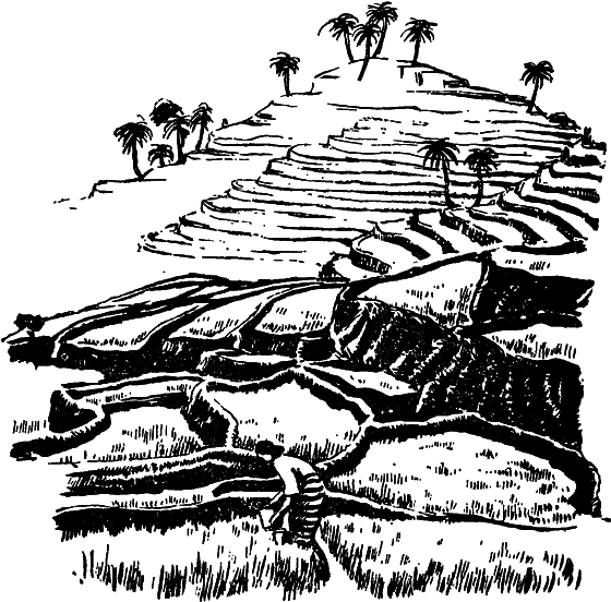 Растения в жизни человека i_029.png