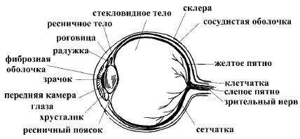 Супер-зрение. Лучшие рецепты народной медицины от А до Я i_001.png