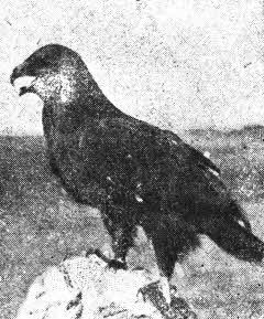 Всемирный следопыт, 1930 № 07 i_016.jpg