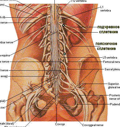 Йога lumbarplexus.jpg