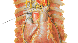 Йога cardiacplexus.png