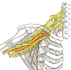 Йога Plexusbrachialis.png