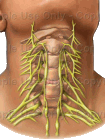 Йога Plexuscervicalis.png
