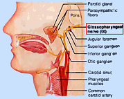 Йога glossopharyngealnerve.png