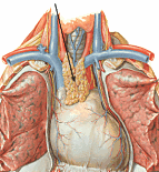 Йога thymus.png