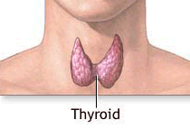 Йога thyroid.png