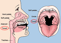 Йога tonsil.png