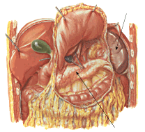 Йога pancreasspleenpic.png