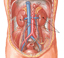 Йога kidneypic.png