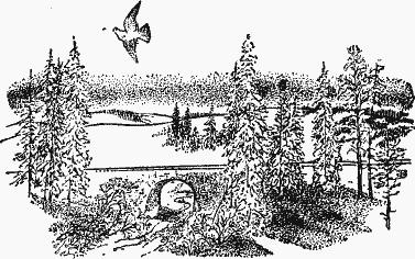 Птица-Радость. Рассказы о голубиной охоте. i7a50844582