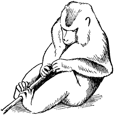 Игра у животных i_008.png