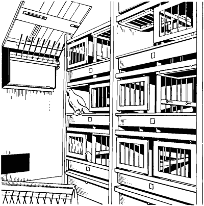 Справочник по домашнему голубеводству i_016.png