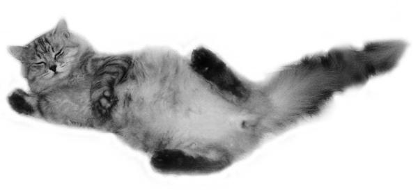 Сибирская кошка _03.jpg