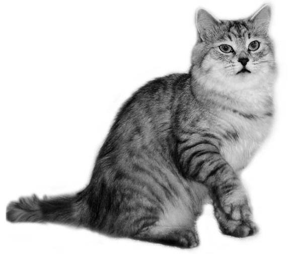 Сибирская кошка _04.jpg