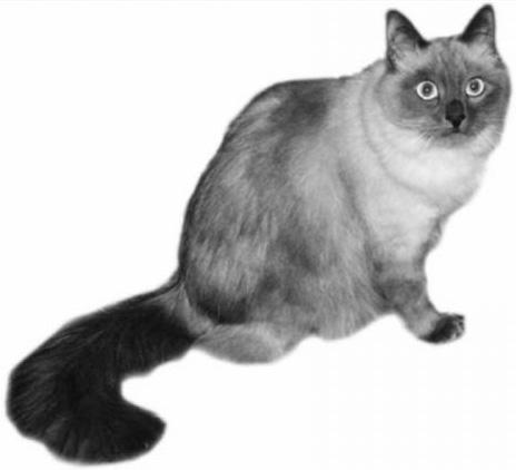 Сибирская кошка _08.jpg