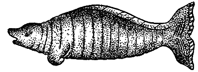Всемирный следопыт 1929 № 05 i_052.png