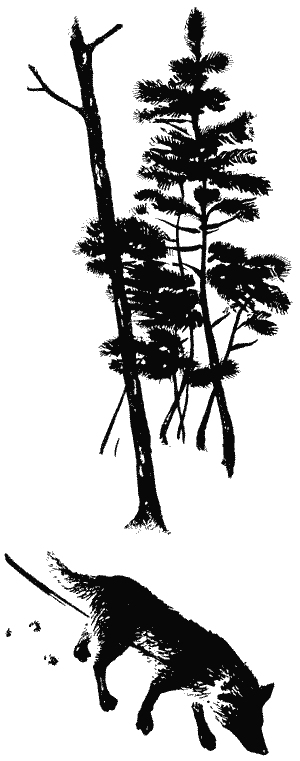 Твой друг. Сборник по собаководству. Выпуск 2 i_005.png
