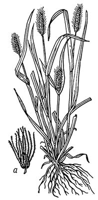 Большая Советская Энциклопедия (ЩЕ) i009-001-212120799.jpg
