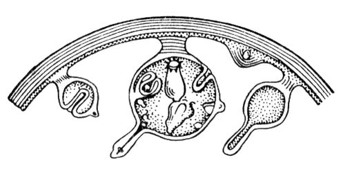 Большая Советская Энциклопедия (ЭХ) i010-001-278029439.jpg